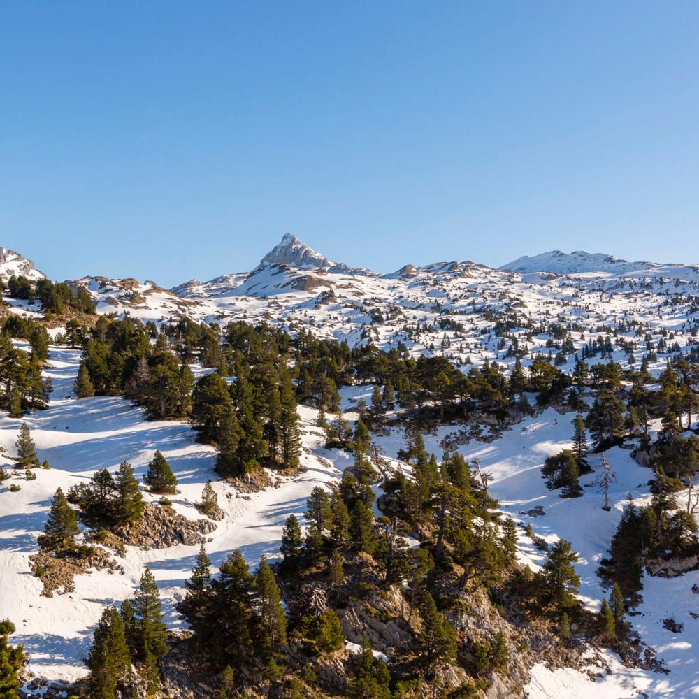 begagua nevado